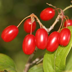 Cornus officinalis